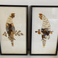 Pair of Framed Hunting Birds (Made from Butterflies)