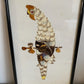 Pair of Framed Hunting Birds (Made from Butterflies)